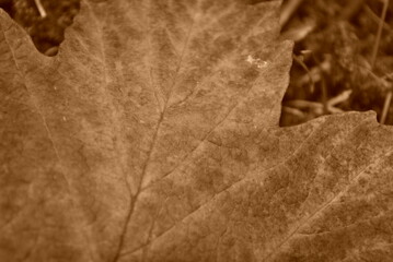 Fototapeta premium autumn leaves