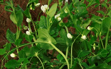 十一月のエンドウ豆の花