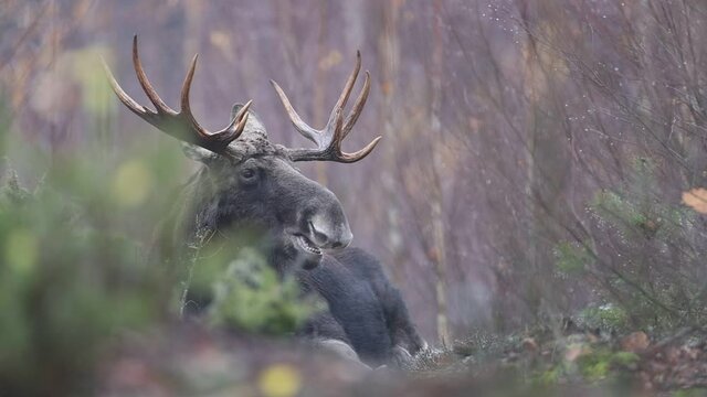 Bull moose in Biebrza national park
