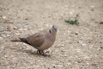 Eurasian Collared Dove (Streptopelia decaocto) in park, Crimea