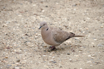 Eurasian Collared Dove (Streptopelia decaocto) in park, Crimea
