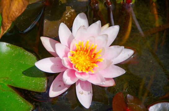 Water lily blossom with green water lily leaf. High quality photo