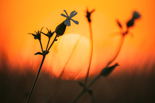 Summer Sun Shining Through Wild Flower In Meadow. Sunset Sunrise Sun. Close up. subsp. alba (formerly Melandrium album), the white campion.