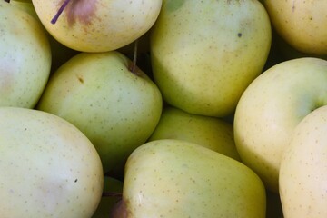 organically grown golden apple fruit