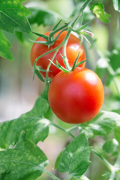 Red Tomatoes on the Vine
