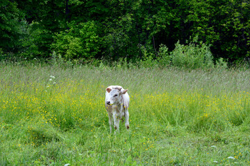 Obraz premium Bull grazing in the meadow. White cow, symbol of the year 2021 according to the Chinese calendar.