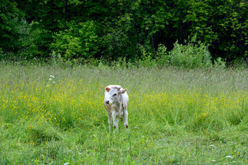Bull grazing in the meadow. White cow, symbol of the year 2021 according to the Chinese calendar.