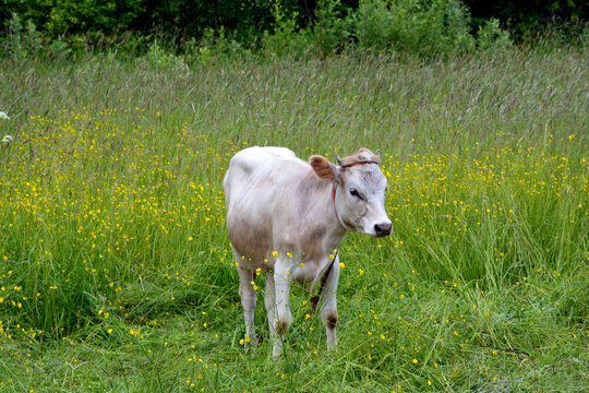 Bull walking in the meadow grass. White cow, symbol of the year 2021 according to the Chinese calendar.