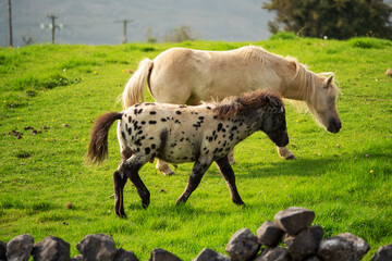White horse with beautiful spotted coat foal in a green meadow.