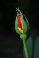 red rose bud