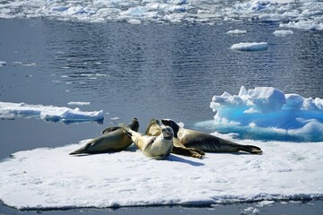 Fototapeta premium There were several seals resting on the ice floe. One of the seals was injured.