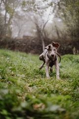 Braco de weimar, puppy weimaraner running in the middle of the field