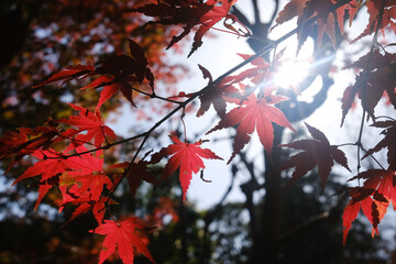 秋・紅葉