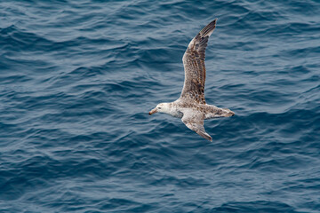 Northern Giant Petrel (Macronectes halli) in South Atlantic Ocean, Southern Ocean, Antarctica