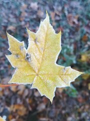 red maple leaf