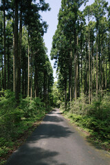 view from ground level of narrow walking walk path trail between tall trees in japan in summer green grass bushes
