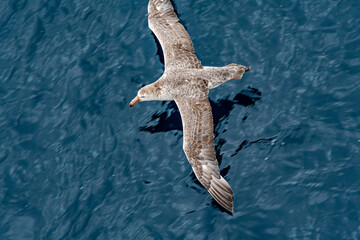 Northern Giant Petrel (Macronectes halli) in South Atlantic Ocean, Southern Ocean, Antarctica