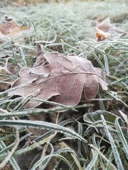frost on leaf
