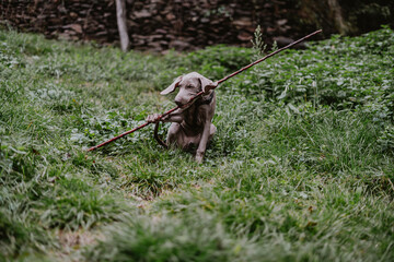 Braco de weimar, puppy weimaraner playing with a stick in a green field
