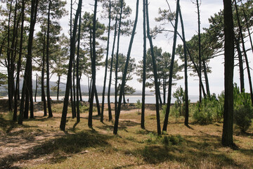 hiker tourist walker walking in the distance by the water beach with tall skinny narrow trees in the foreground during summer in spain galicia