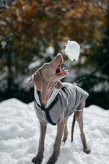 Braco de weimar, puppy weimaraner pointer in a coat playing catch snowballs