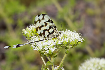 Fadenhafte (Nemopteridae), auf blühendem Oregano, 