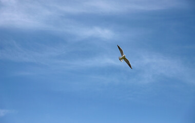 ave volando por el cielo 