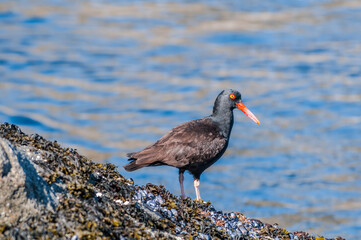 Black Oystercatcher (Haematopus bachmani) at Chowiet Island, Semidi Islands, Alaska, USA