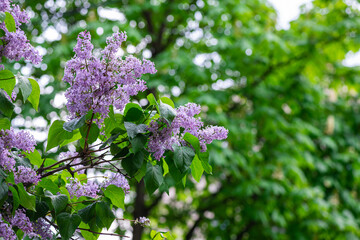 Obraz premium Lilac garden trees under the rain nature spring time with free space text