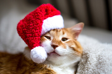 Ginger fat cat in a santa hat. Lovable ginger cat wearing Santa Claus hat sleeping A fluffy kitten sitting on a couch wearing a red cap. Christmas with a sleeping cat. portrait of a fat cute cat.