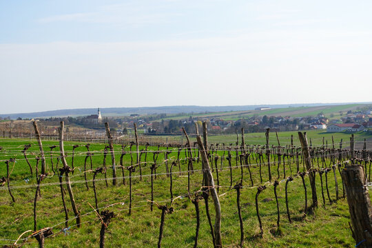 Weinberge von Bad Pirawarth in den Hügeln Niederösterreichs, die Traubensaison kommt später