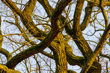 Bare, intricate branches of a willow in sunlight. High quality photo