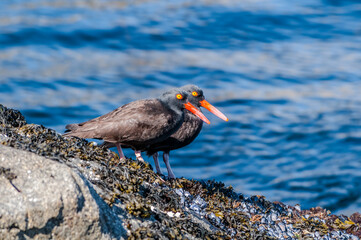 Black Oystercatchers (Haematopus bachmani) at Chowiet Island, Semidi Islands, Alaska, USA
