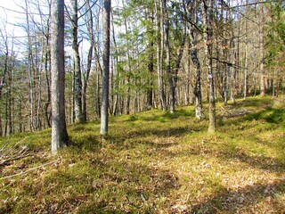 Sessile oak (Quercus petraeae) forest with bare trees