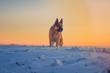 dogs and mountains