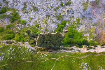 Candina Mountain, Springtime, Encinar Cantábrico, Oak, Candina Mountain, Liendo, Liendo Valley, Montaña Oriental Costera, Cantabria, Spain, Europe