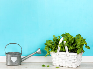 Kitchen background with basil plant and watering can