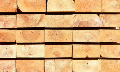 Pine tree cut wood background. Wood texture with sun light.