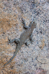 Boulton's Namib Day Gecko - Rhoptropus boultoni, beautiful large gecko from Southwest African mountains, Namibia.