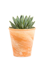 Small Pachyphytum hookeri succulent plant in terra cotta flower pot isolated on white