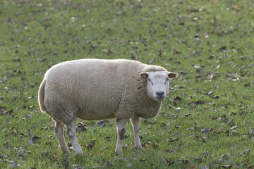 White Flemish sheep in the prairie