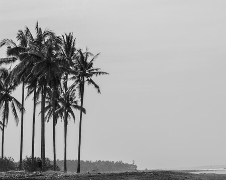 B&W palms