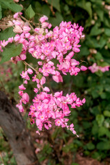 Mexican Creeper (Antigonon leptopus) in park, Nicaragua