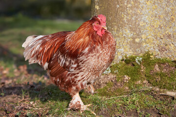 Red rooster in the garden