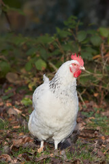 White Sussex chicken free in the garden