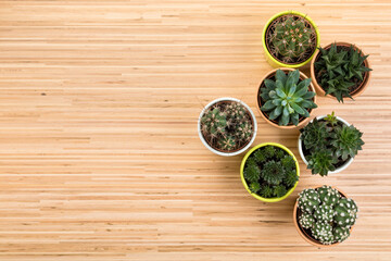 Background with potted succulent and cactus plants on hardwood floor, view from above