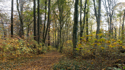 Herbst, Wanderung, Wald