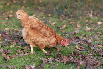 Brown chicken in the garden eating