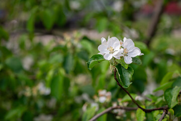 Nice spring time apple tree branch with white flowers blossom macro