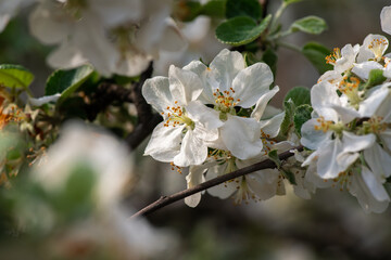 Obraz na płótnie Canvas Nice spring time apple tree branch with white flowers blossom macro
